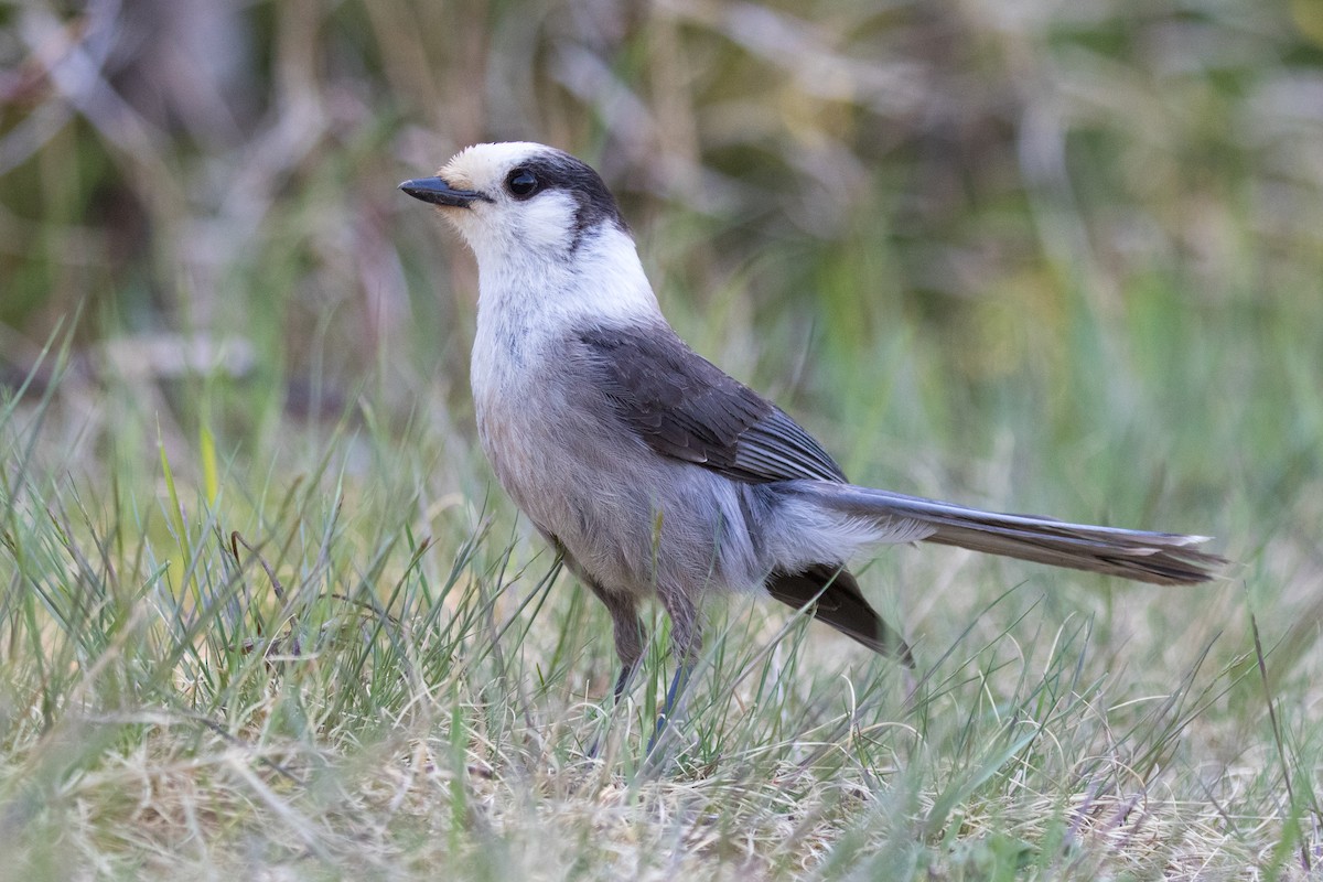 Canada Jay - ML658328120