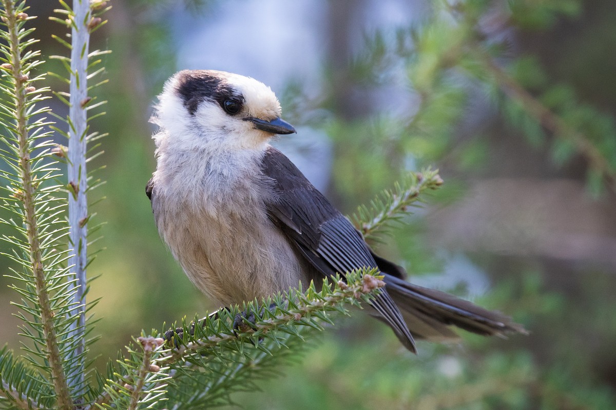 Canada Jay - ML658328121
