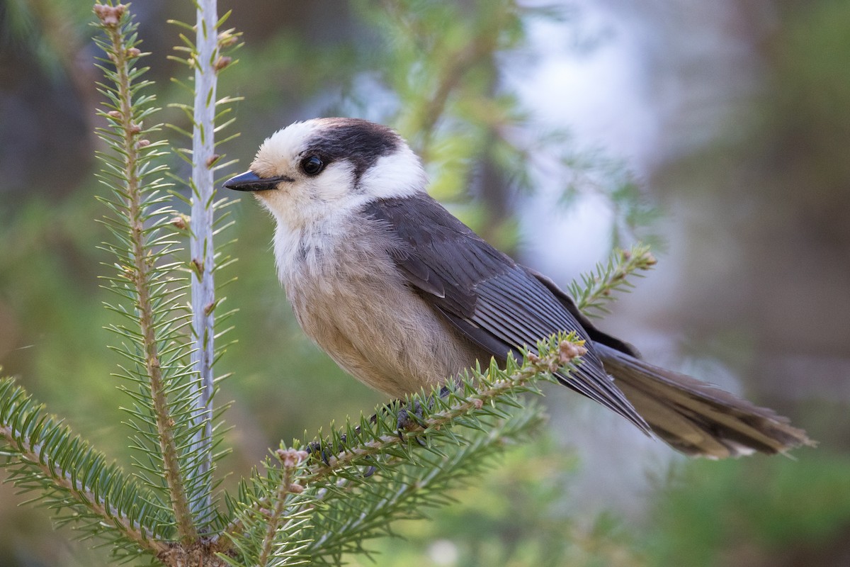 Canada Jay - ML658328122