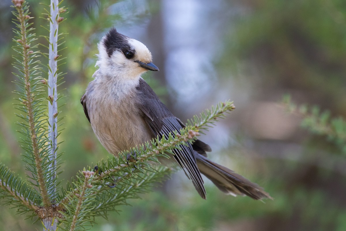 Canada Jay - ML658328123