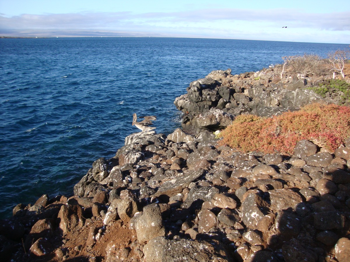 Brown Pelican (Galapagos) - ML658329493