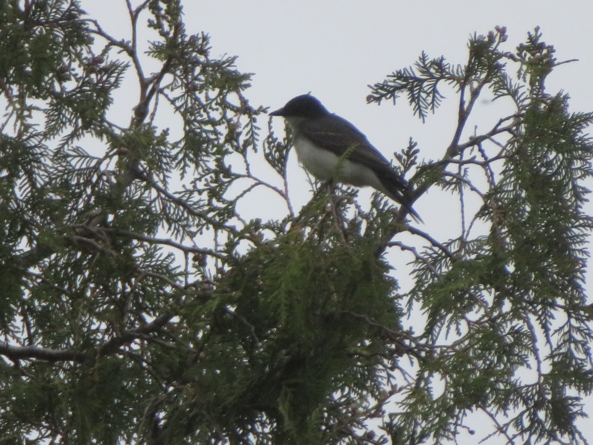 Eastern Kingbird - ML658329793