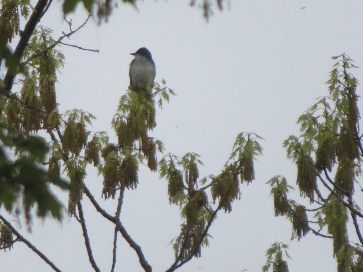 Eastern Kingbird - ML658329860