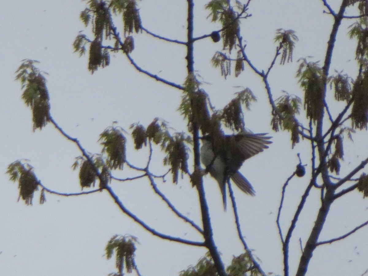 Eastern Kingbird - ML658329899