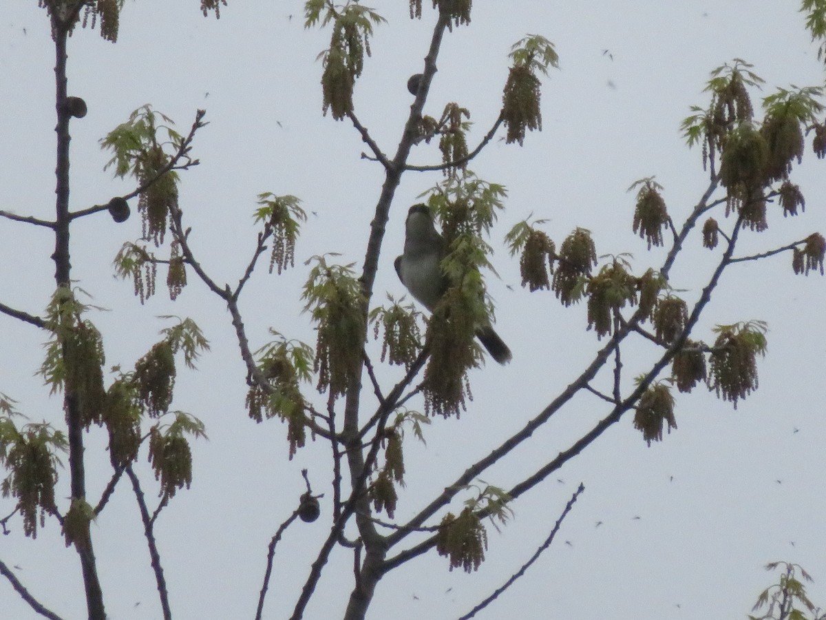 Eastern Kingbird - ML658329914