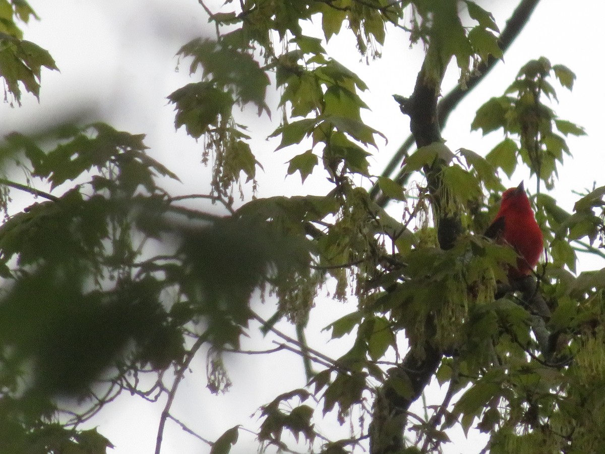 Scarlet Tanager - ML658329990