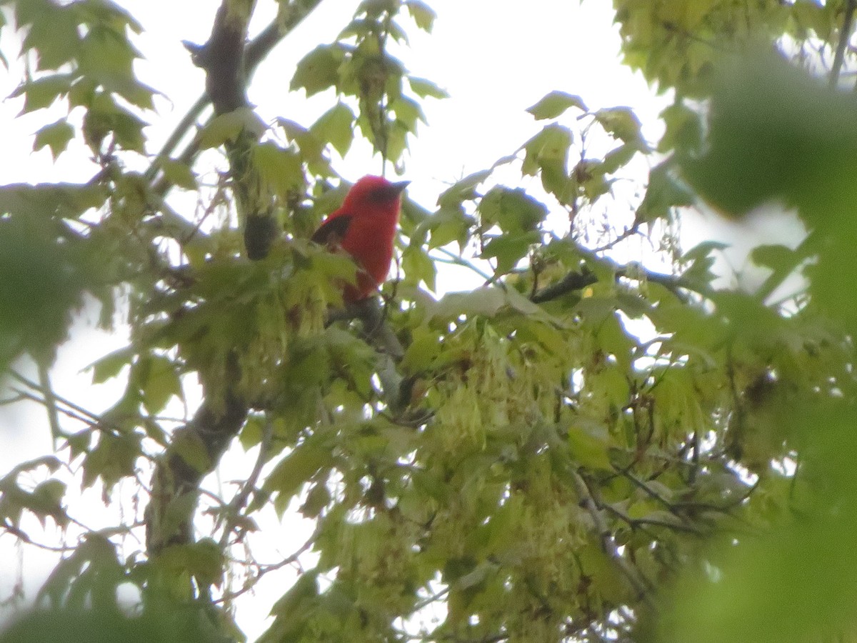 Scarlet Tanager - ML658330006