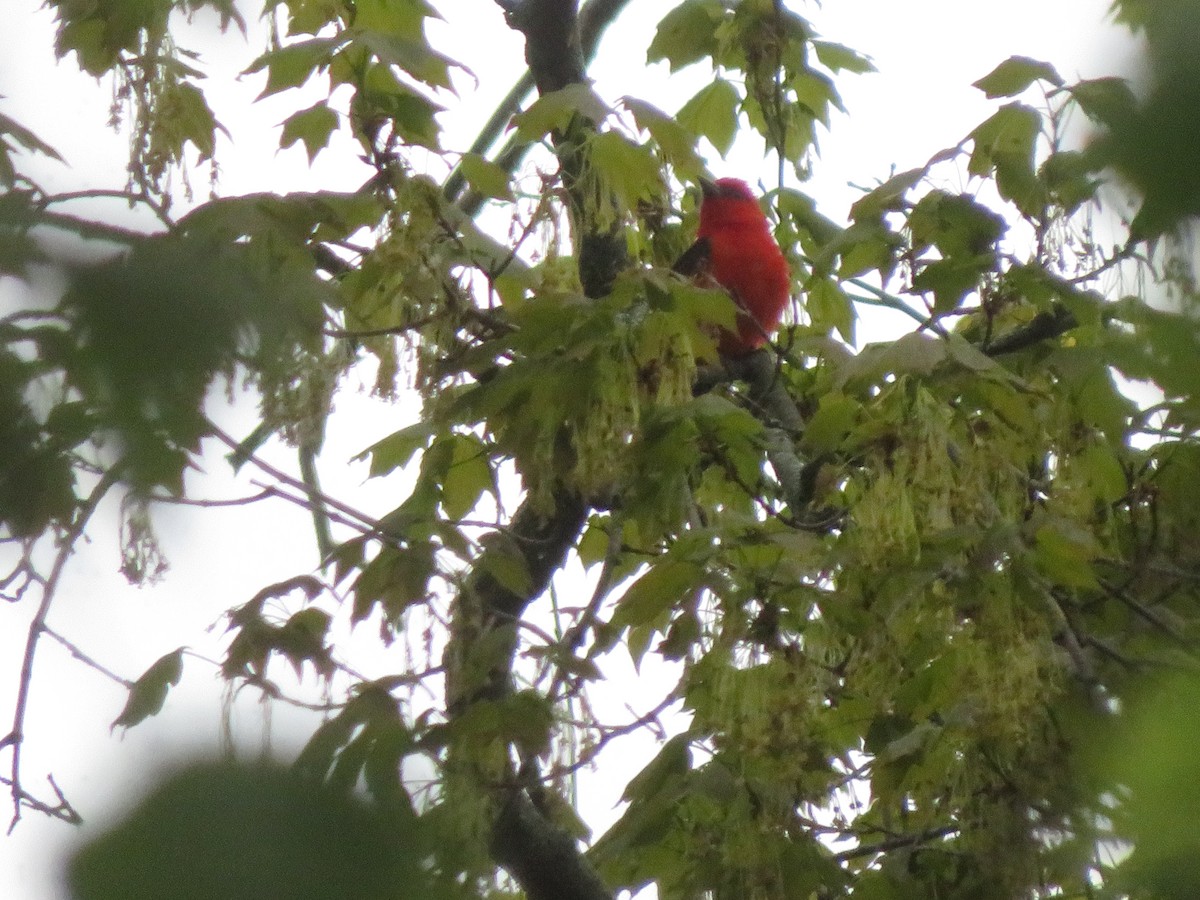 Scarlet Tanager - ML658330040