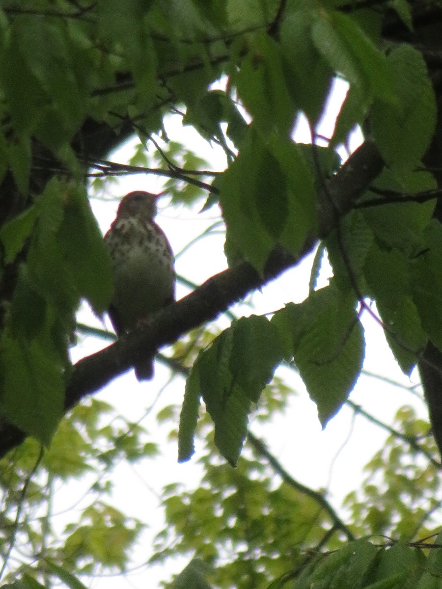 Wood Thrush - ML658330162