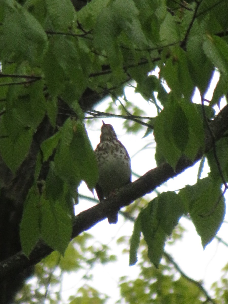 Wood Thrush - ML658330167