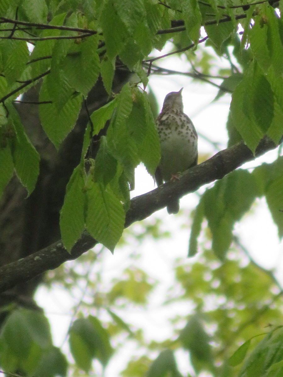 Wood Thrush - ML658330180