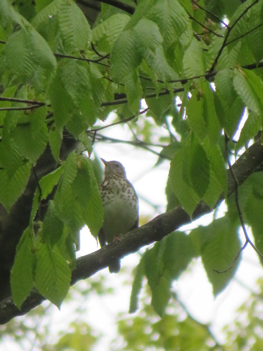 Wood Thrush - ML658330188