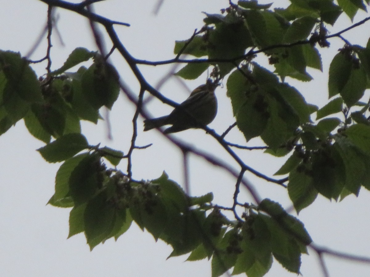Blackburnian Warbler - ML658330435