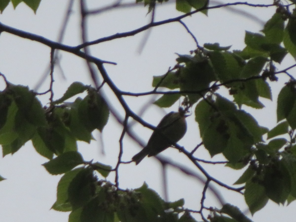 Blackburnian Warbler - ML658330456