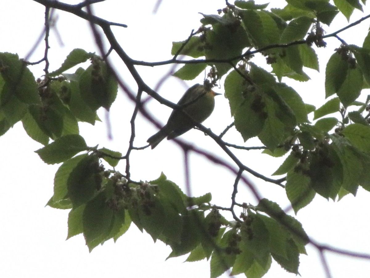 Blackburnian Warbler - ML658330464