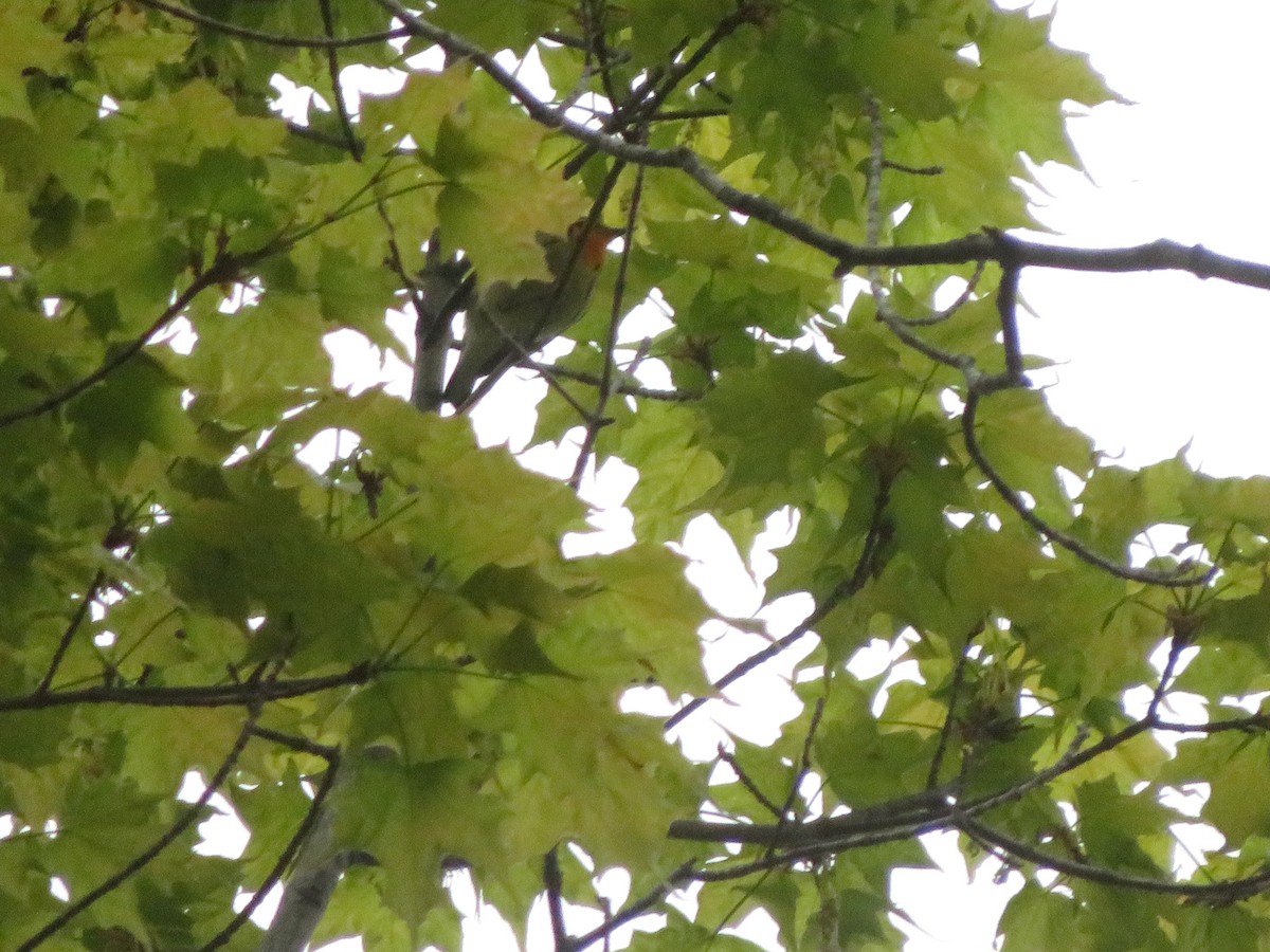 Blackburnian Warbler - ML658330494