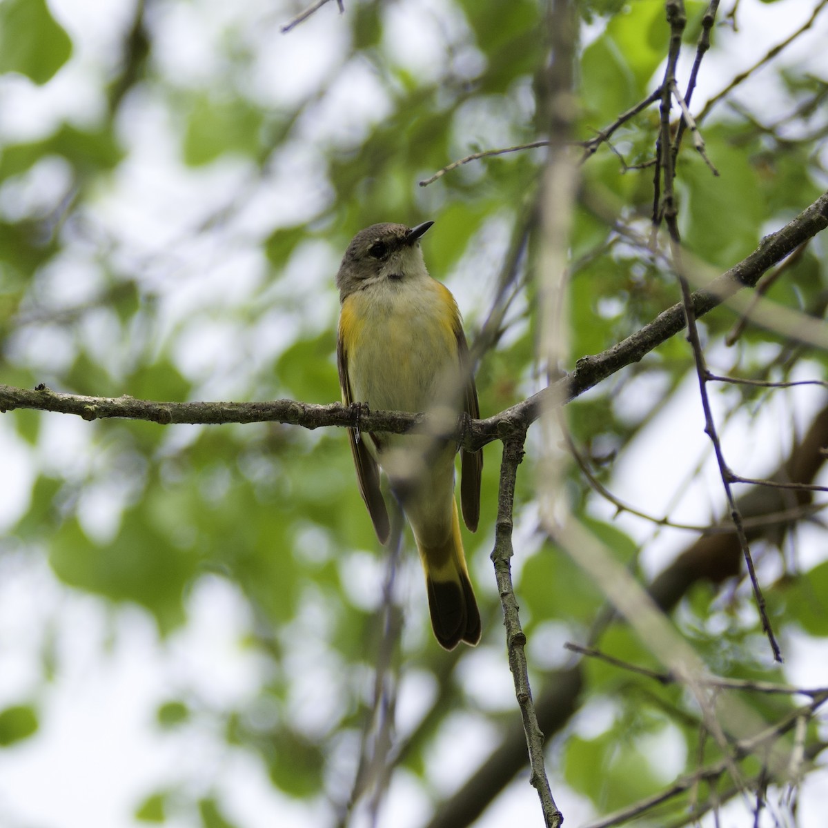 eBird Checklist - 22 May 2026 - Prudence Island - 64 species
