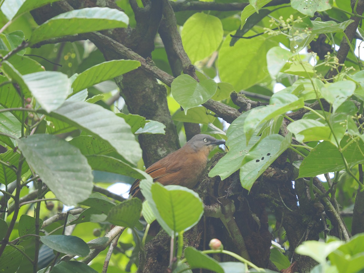Ashy-headed Laughingthrush - ML658332295