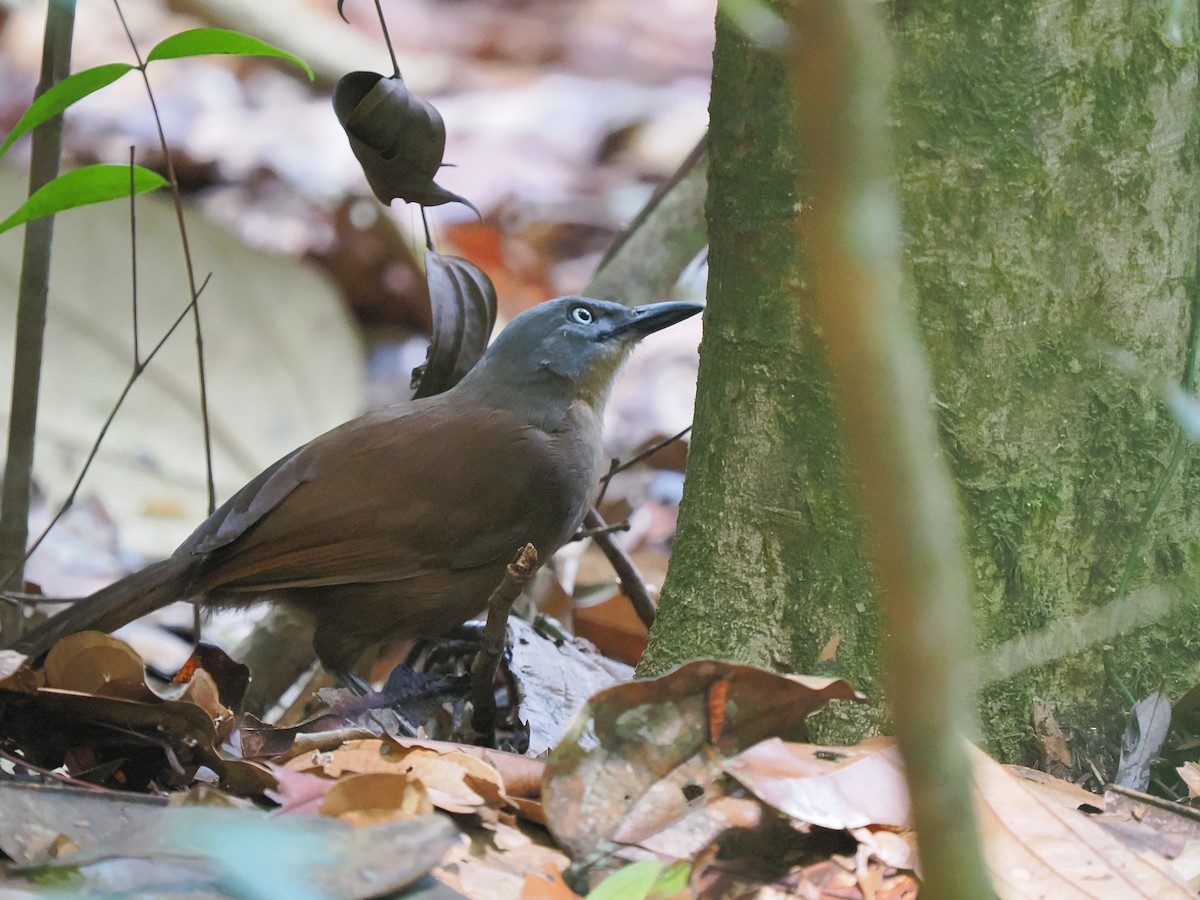 Ashy-headed Laughingthrush - ML658332296