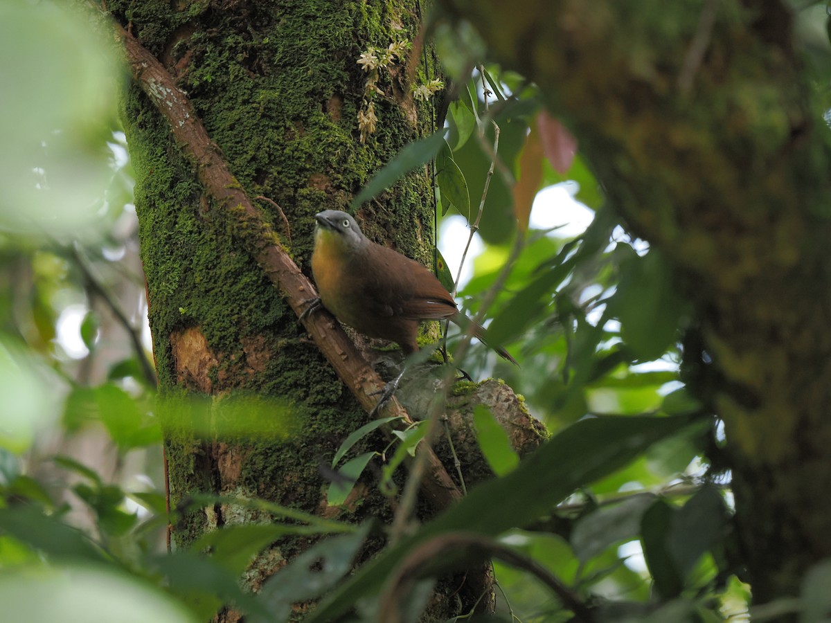 Ashy-headed Laughingthrush - ML658332297