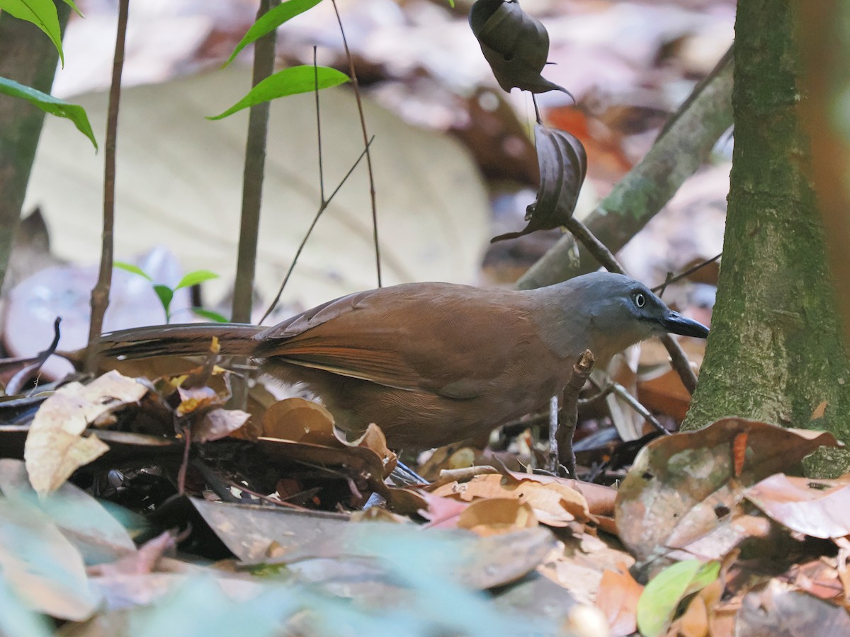 Ashy-headed Laughingthrush - ML658332298