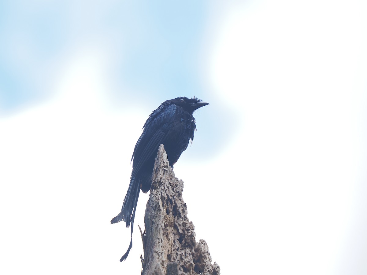 Sri Lanka Drongo - ML658332317