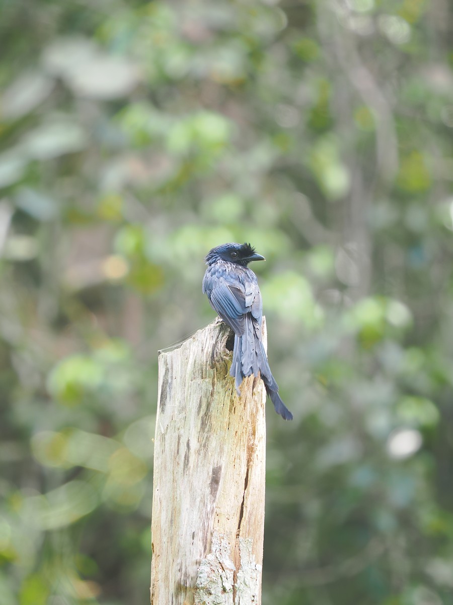 Sri Lanka Drongo - ML658332318