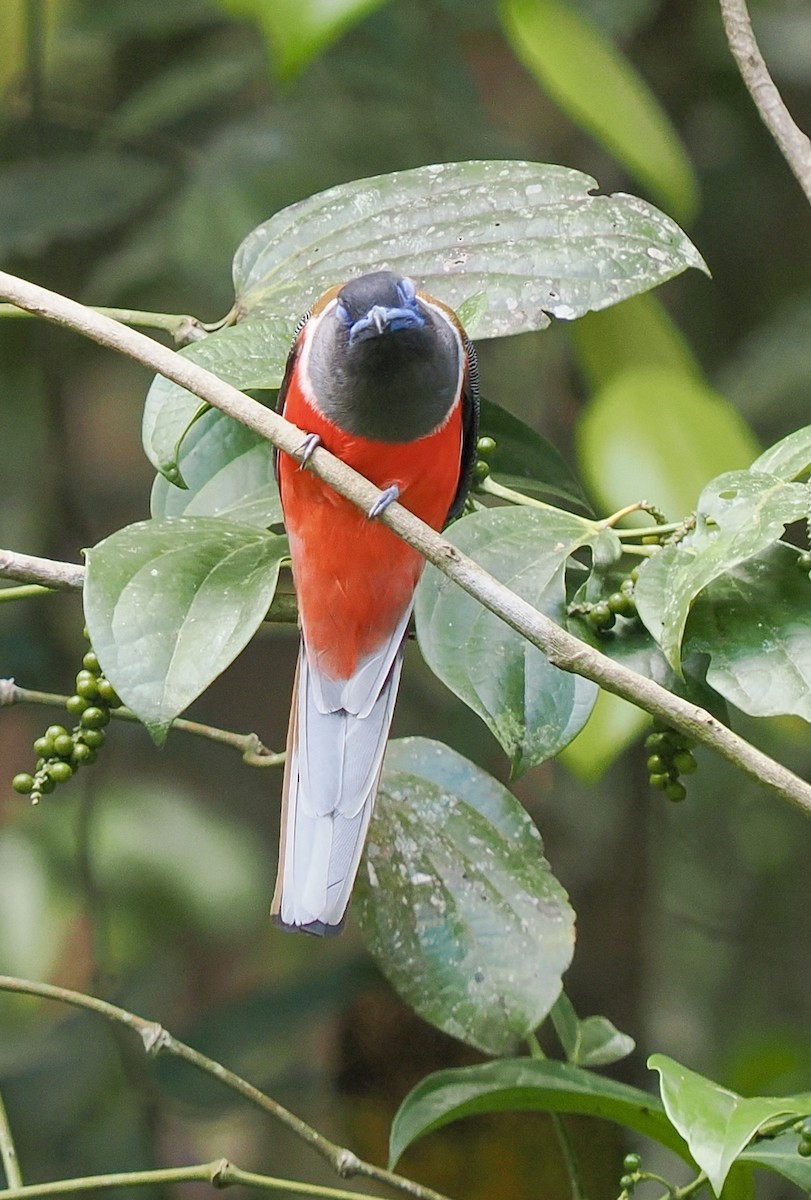 Malabar Trogon - ML658332502