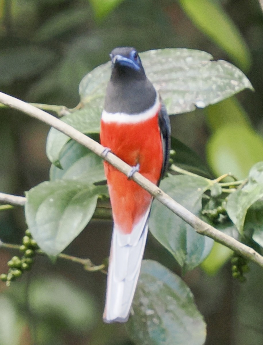 Malabar Trogon - ML658332503