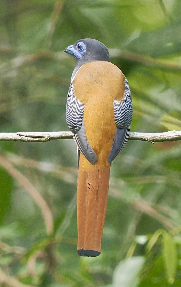 Malabar Trogon - ML658332504