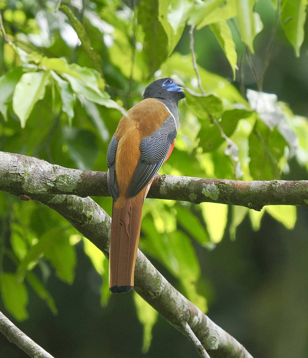 Malabar Trogon - ML658332505