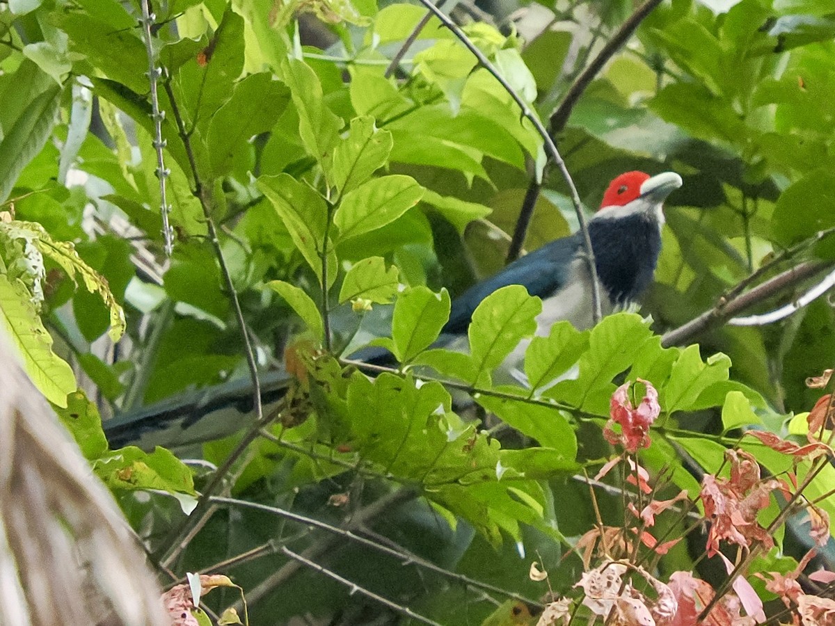 Red-faced Malkoha - ML658332723