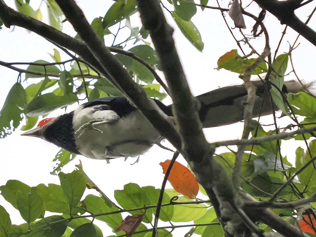 Red-faced Malkoha - ML658332724