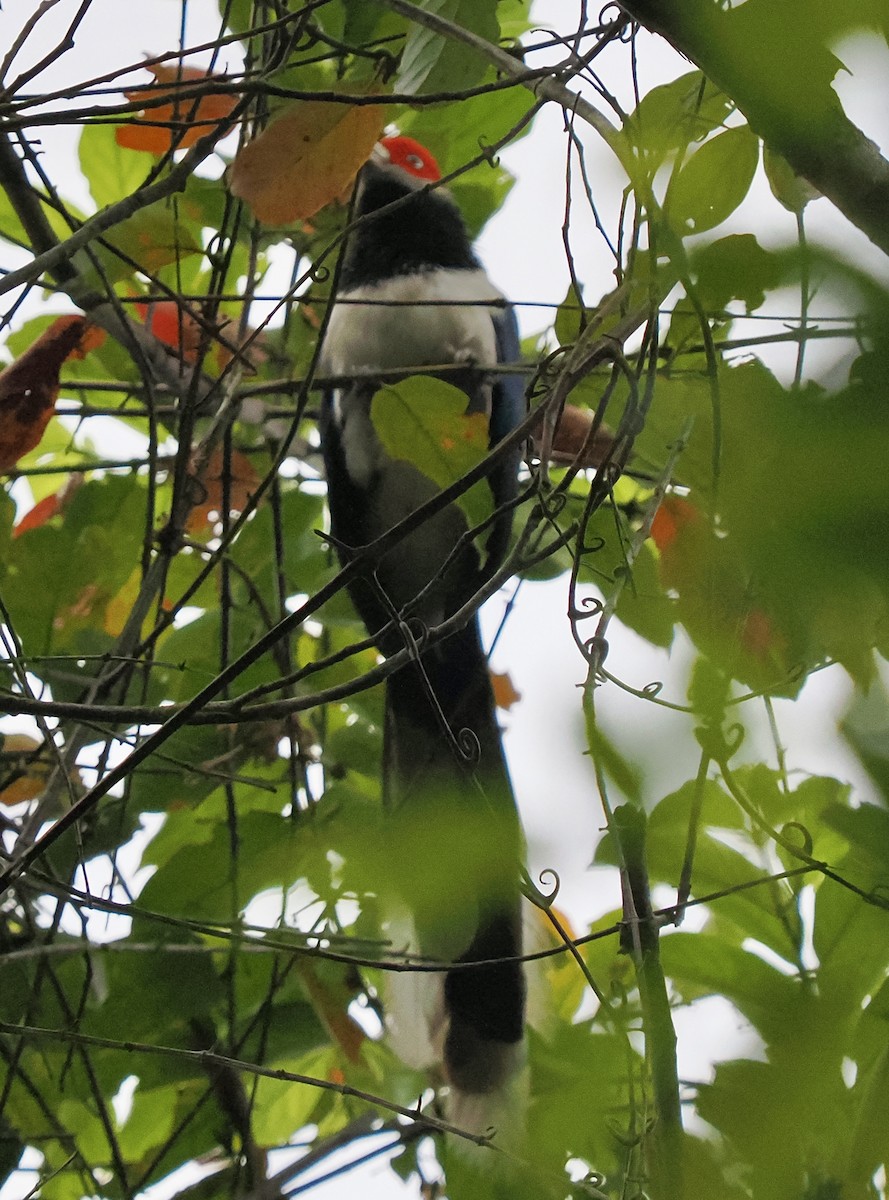 Red-faced Malkoha - ML658332725