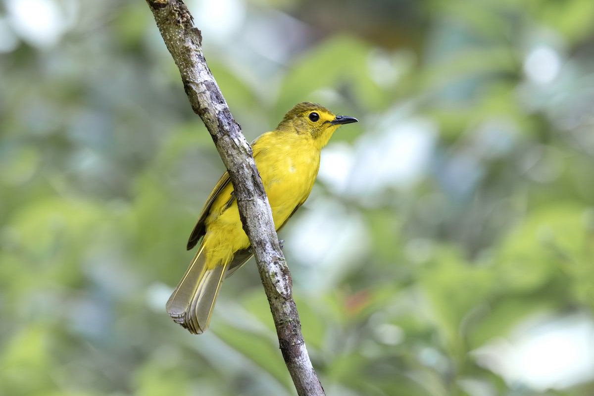 Yellow-browed Bulbul - ML658333061