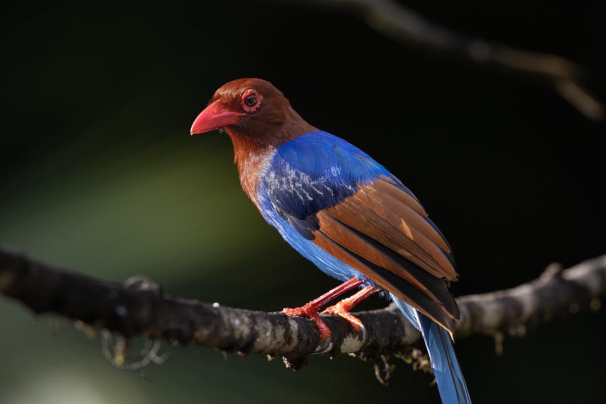 Sri Lanka Blue-Magpie - ML658333097