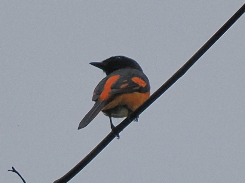 Orange Minivet - ML658333150