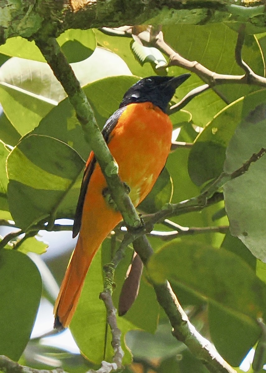 Orange Minivet - ML658333151