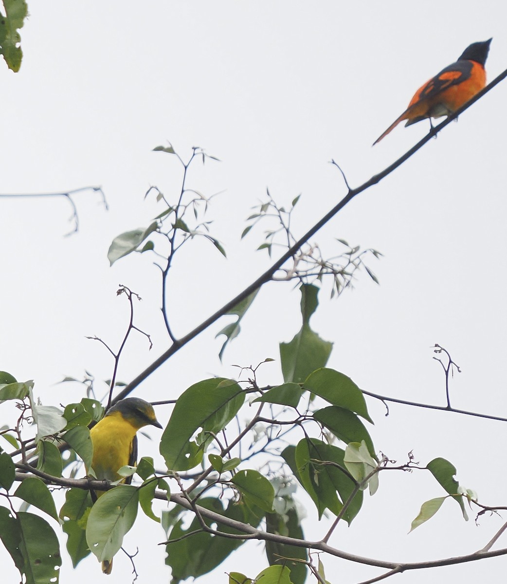 Orange Minivet - ML658333152