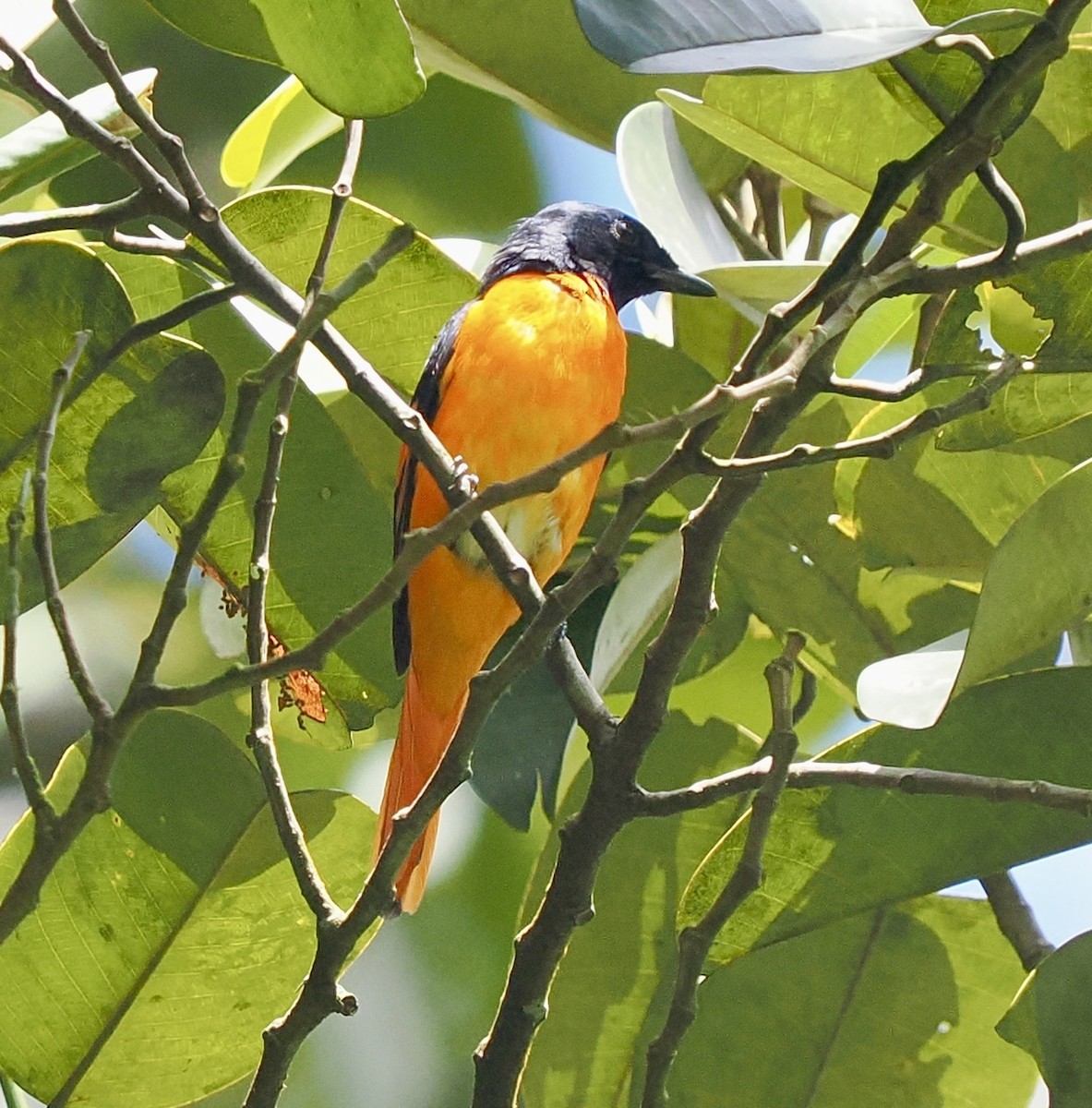 Orange Minivet - ML658333153