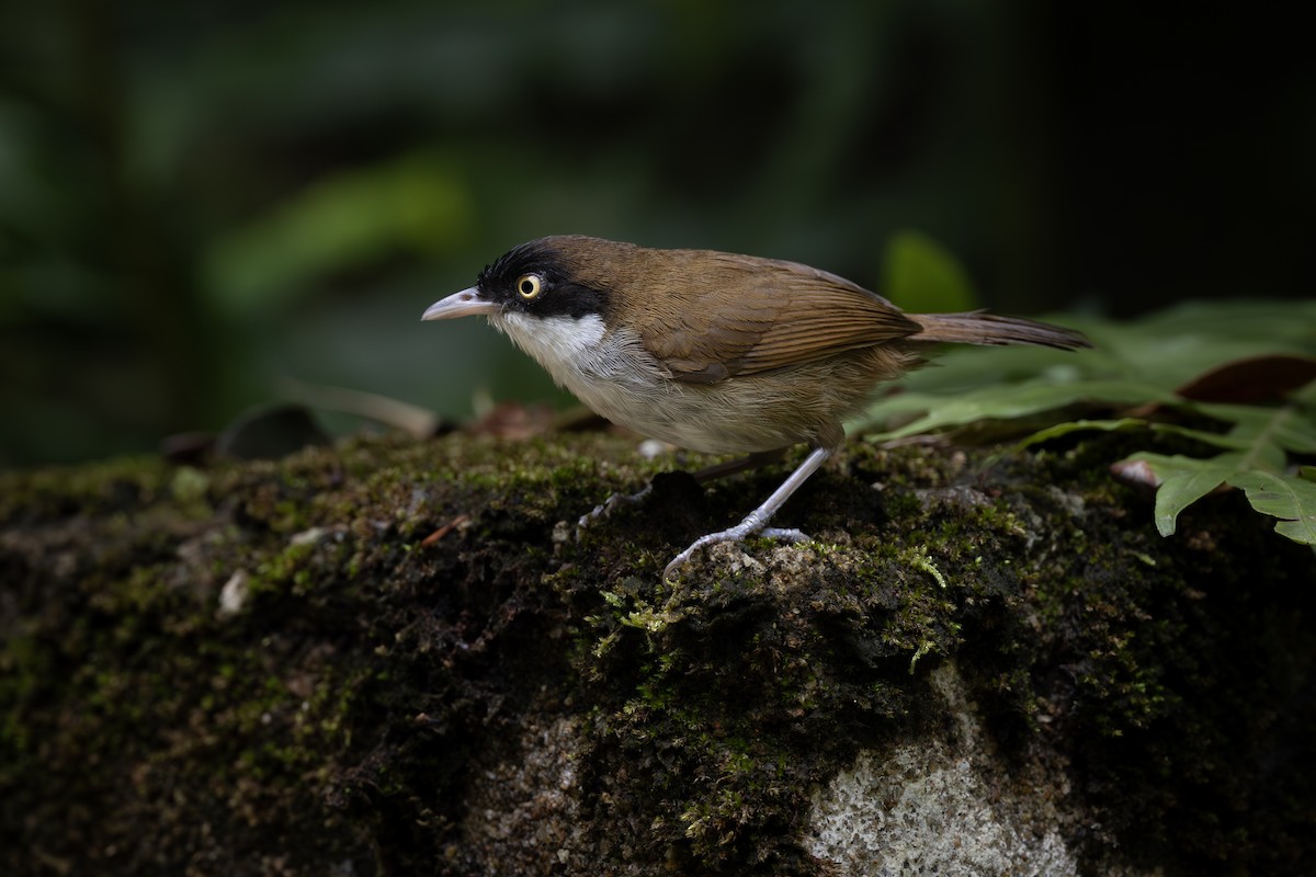 Dark-fronted Babbler (siccata) - ML658333198