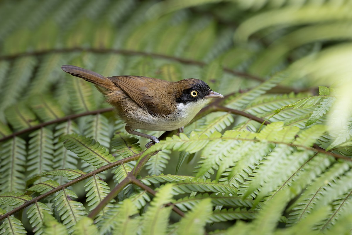 Dark-fronted Babbler (siccata) - ML658333285