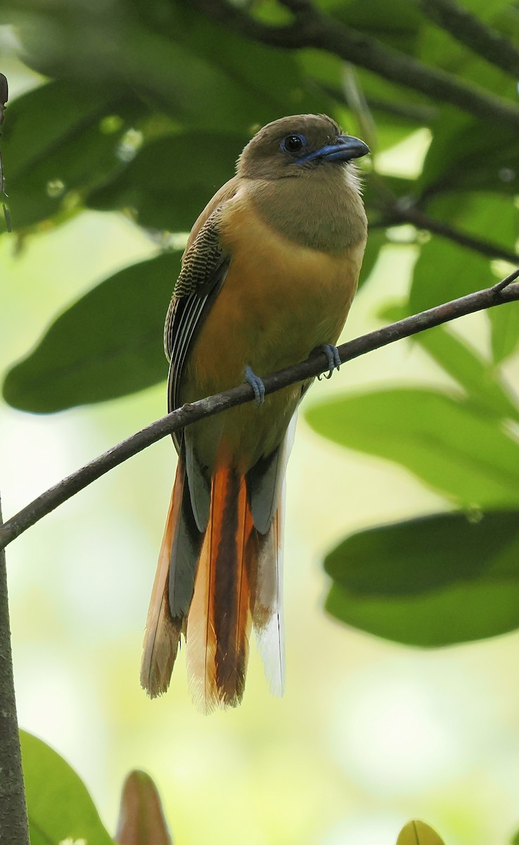 Malabar Trogon - ML658333305