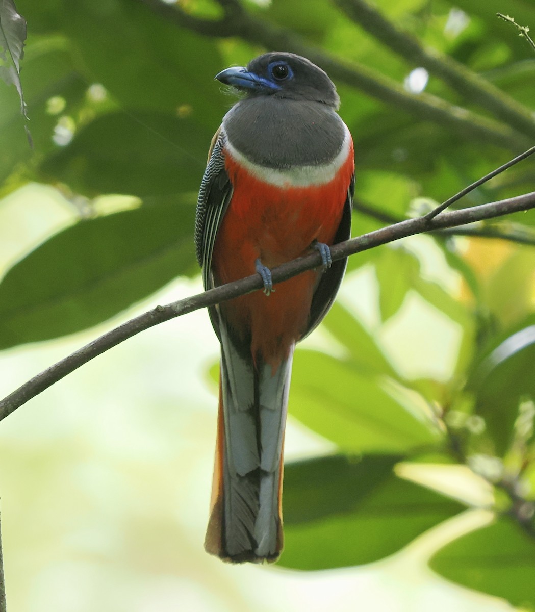 Malabar Trogon - ML658333306