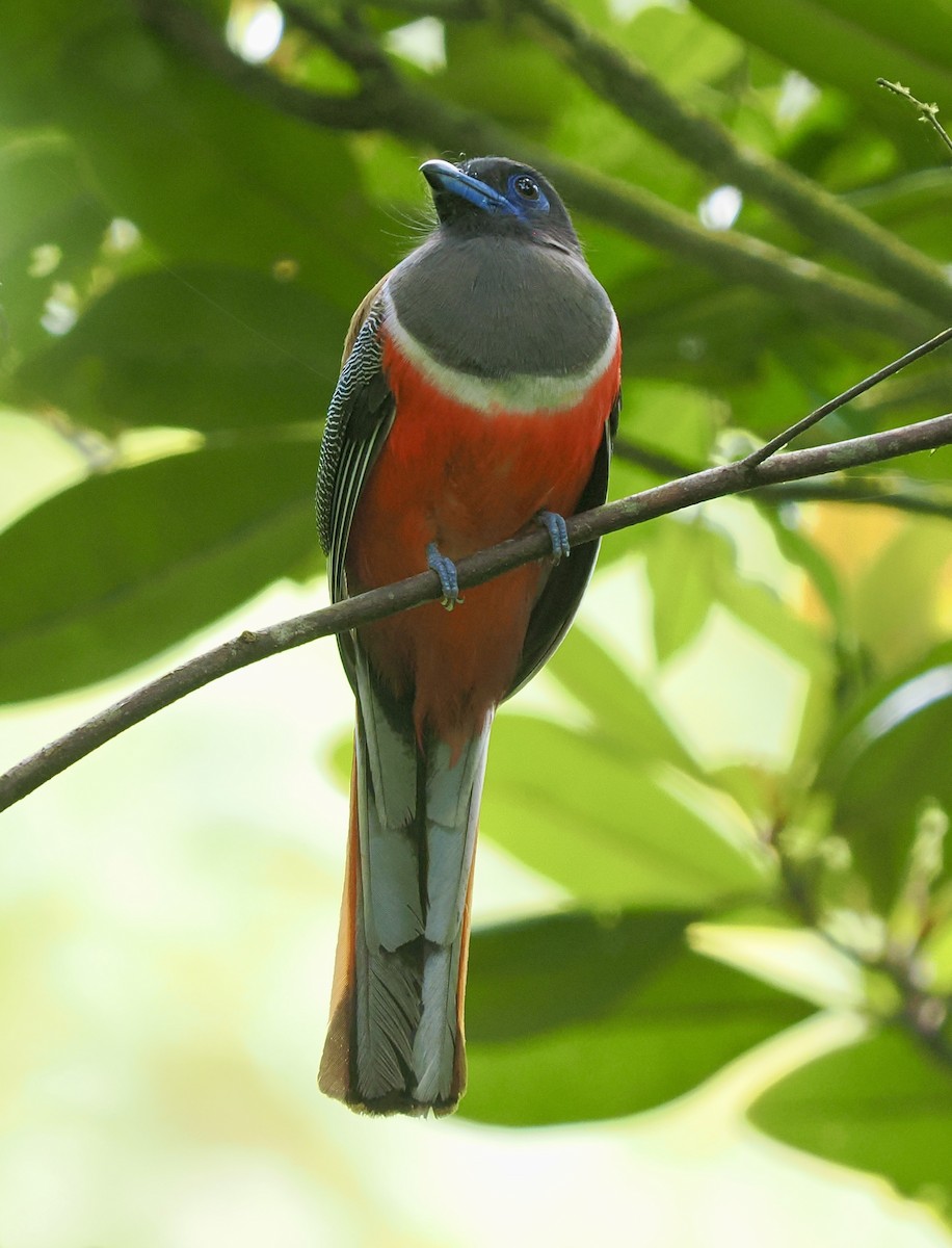 Malabar Trogon - ML658333307