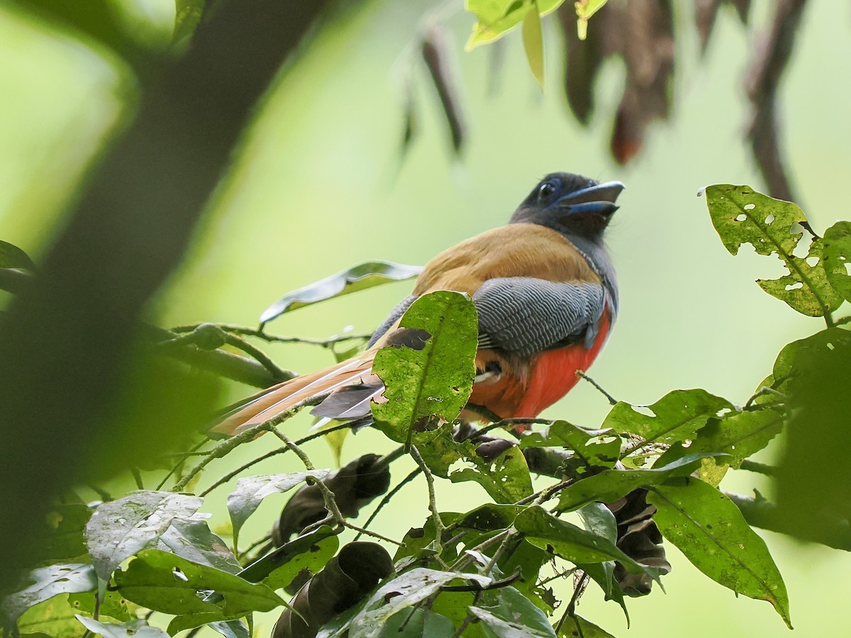 Malabar Trogon - ML658333362