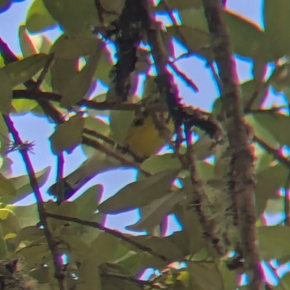 Magnolia Warbler - ML658333480