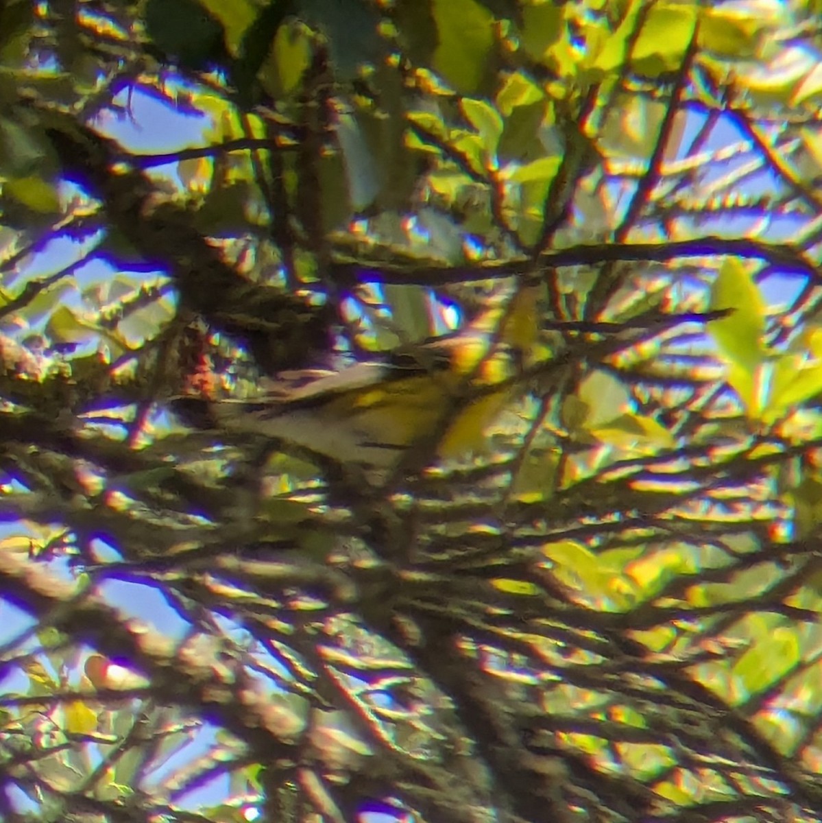Magnolia Warbler - ML658333481
