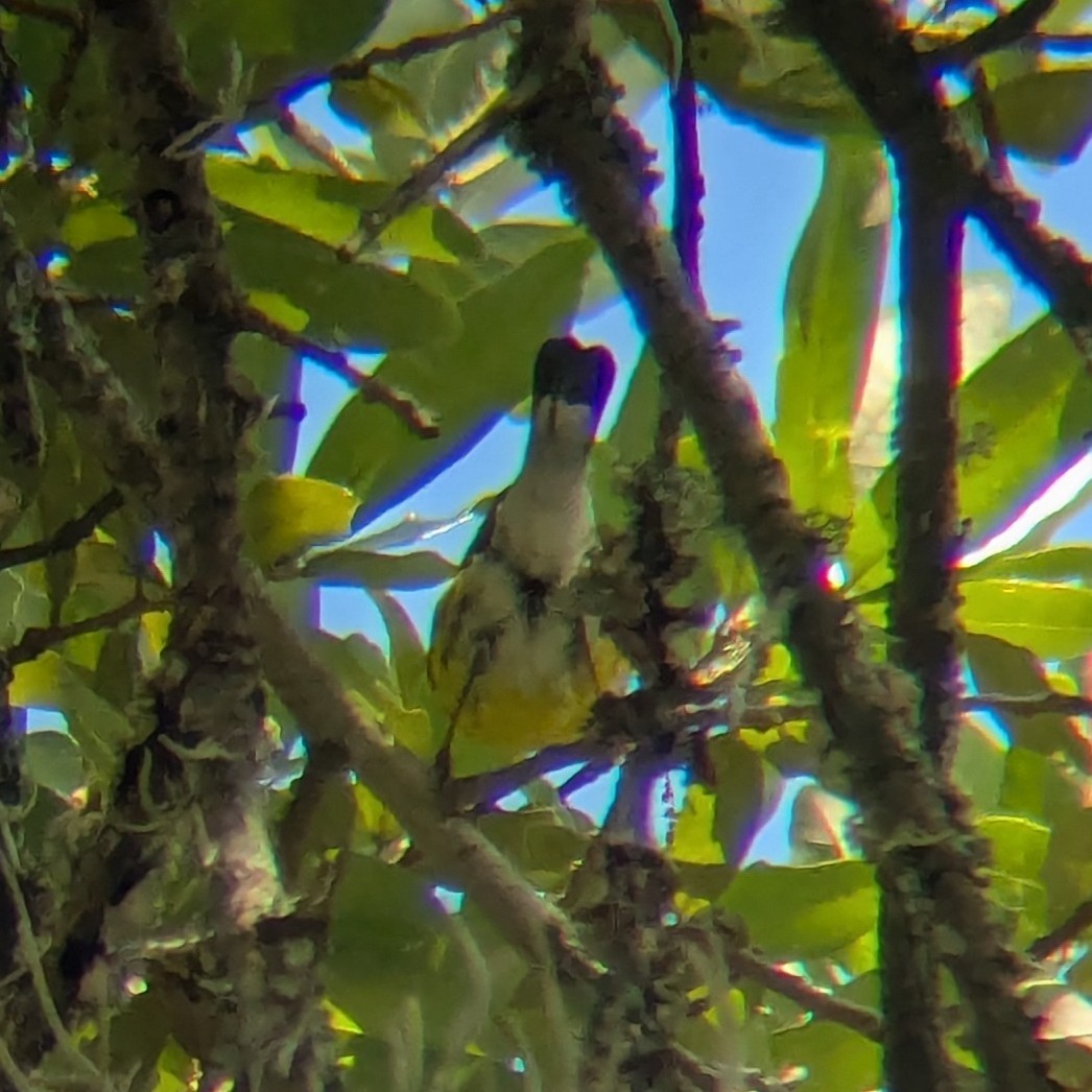 Magnolia Warbler - ML658333482