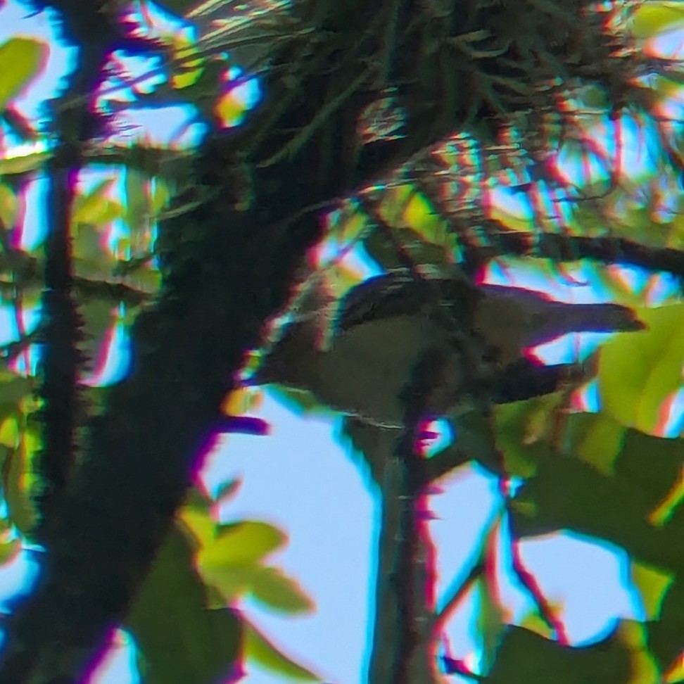 Bay-breasted Warbler - ML658333504